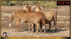 3 X MEATMASTER EWE Leliekrans Meatmasters (Pay per animal to take the lot) - 3