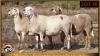 3 X MEATMASTER PREGNANT EWE Leliekrans Meatmasters (Pay per animal to take the lot)