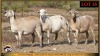 3 X MEATMASTER PREGNANT EWE Leliekrans Meatmasters (Pay per animal to take the lot) - 2