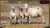 3 X MEATMASTER PREGNANT EWE Leliekrans Meatmasters (Pay per animal to take the lot) - 3