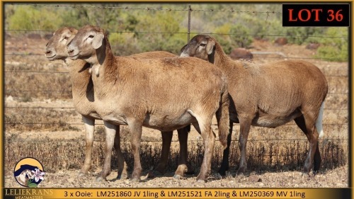 3 X MEATMASTER EWE Leliekrans Meatmasters (Pay per animal to take the lot)