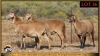 3 X MEATMASTER EWE Leliekrans Meatmasters (Pay per animal to take the lot) - 2