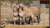 3 X MEATMASTER EWE Leliekrans Meatmasters (Pay per animal to take the lot) - 3