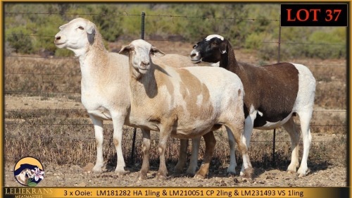 3 X MEATMASTER EWE Leliekrans Meatmasters (Pay per animal to take the lot)