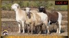 3 X MEATMASTER EWE Leliekrans Meatmasters (Pay per animal to take the lot)