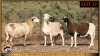 3 X MEATMASTER EWE Leliekrans Meatmasters (Pay per animal to take the lot) - 2