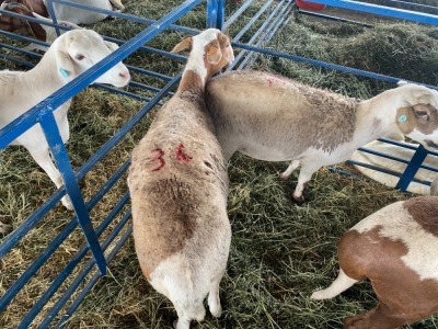 LOT 34 4 X OOI/EWE MEATMASTER Day to Day, Pieter Freitas - 082 469 1951(PER STUK OM LOT TE NEEM/PER PIECE TO TAKE THE LOT)