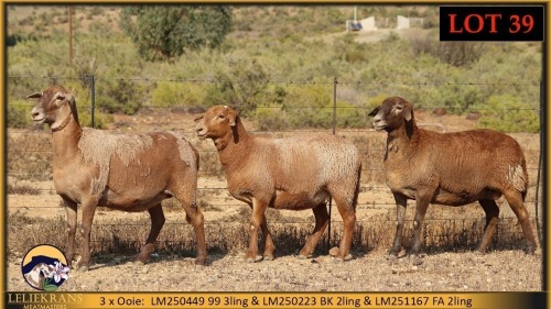 3 X MEATMASTER EWE Leliekrans Meatmasters (Pay per animal to take the lot)