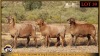 3 X MEATMASTER EWE Leliekrans Meatmasters (Pay per animal to take the lot)