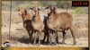 3 X MEATMASTER EWE Leliekrans Meatmasters (Pay per animal to take the lot) - 2