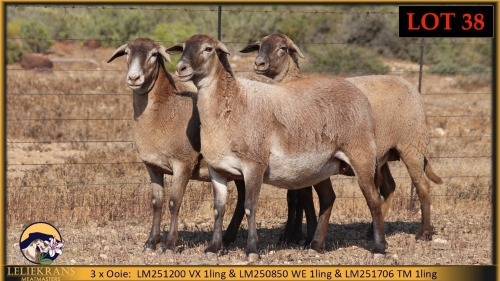 3+1 X MEATMASTER EWE Leliekrans Meatmasters (Pay per animal to take the lot)