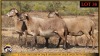 3+1 X MEATMASTER EWE Leliekrans Meatmasters (Pay per animal to take the lot) - 2