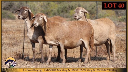 3 X MEATMASTER PREGNANT EWE Leliekrans Meatmasters (Pay per animal to take the lot)