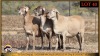 3 X MEATMASTER PREGNANT EWE Leliekrans Meatmasters (Pay per animal to take the lot) - 2