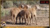 3 X MEATMASTER PREGNANT EWE Leliekrans Meatmasters (Pay per animal to take the lot) - 3