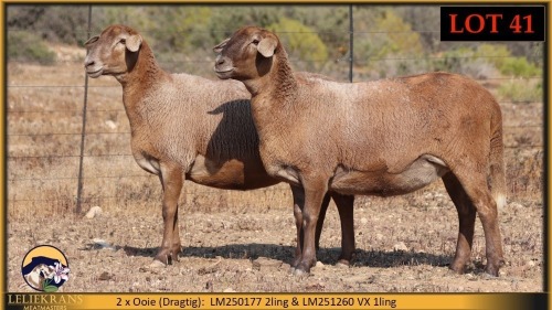 2 X MEATMASTER PREGNANT EWE Leliekrans Meatmasters (Pay per animal to take the lot)