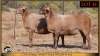 2 X MEATMASTER PREGNANT EWE Leliekrans Meatmasters (Pay per animal to take the lot)