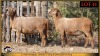 2 X MEATMASTER PREGNANT EWE Leliekrans Meatmasters (Pay per animal to take the lot) - 2