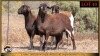 3 X MEATMASTER EWE Leliekrans Meatmasters (Pay per animal to take the lot)