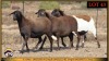 3 X MEATMASTER EWE Leliekrans Meatmasters (Pay per animal to take the lot) - 2