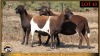 3 X MEATMASTER EWE Leliekrans Meatmasters (Pay per animal to take the lot) - 3