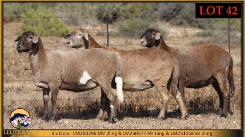 3 X MEATMASTER EWE Leliekrans Meatmasters (Pay per animal to take the lot)