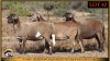 3 X MEATMASTER EWE Leliekrans Meatmasters (Pay per animal to take the lot)