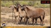 3 X MEATMASTER EWE Leliekrans Meatmasters (Pay per animal to take the lot) - 2