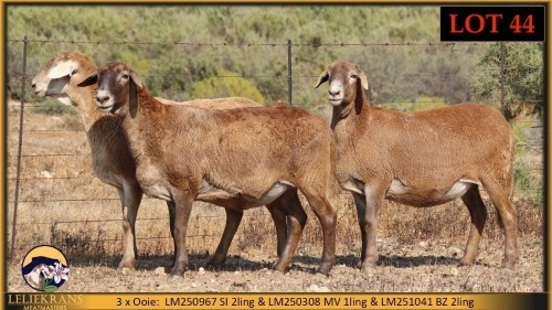 3 X MEATMASTER PREGNANT EWE Leliekrans Meatmasters (Pay per animal to take the lot)