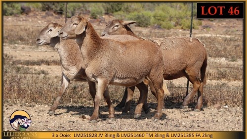3 X MEATMASTER EWE Leliekrans Meatmasters (Pay per animal to take the lot)