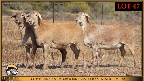 3 X MEATMASTER PREGNANT EWE Leliekrans Meatmasters (Pay per animal to take the lot)