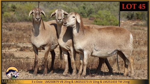 3 X MEATMASTER PREGNANT EWE Leliekrans Meatmasters (Pay per animal to take the lot)