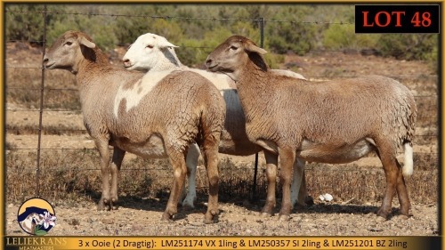 3 X MEATMASTER PREGNANT EWE Leliekrans Meatmasters (Pay per animal to take the lot)