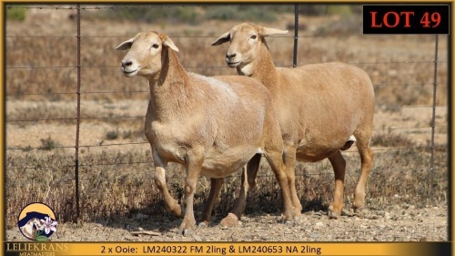1 X MEATMASTER PREGNANT EWE Leliekrans Meatmasters (Pay per animal to take the lot)