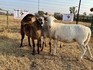 4 X OOI/EWE MEATMASTER ROOIKOPPIES MEATMASTERS (PER PIECE TO TAKE THE LOT)