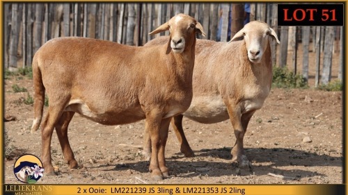 2 X MEATMASTER PREGNANT EWE Leliekrans Meatmasters (Pay per animal to take the lot)