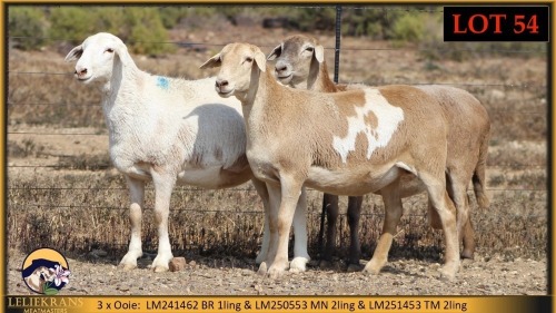 3 X MEATMASTER PREGNANT EWE Leliekrans Meatmasters (Pay per animal to take the lot)