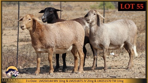 3 X MEATMASTER PREGNANT EWE Leliekrans Meatmasters (Pay per animal to take the lot)