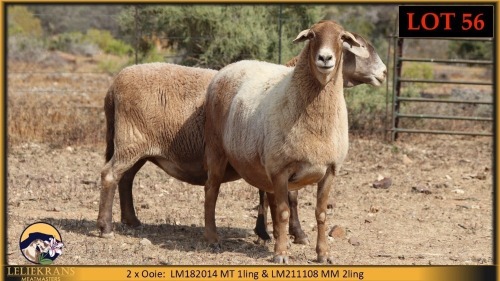 2 X MEATMASTER EWE Leliekrans Meatmasters (Pay per animal to take the lot)