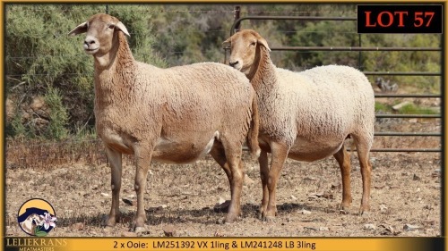 1+1 X MEATMASTER PREGNANT EWE Leliekrans Meatmasters (Pay per animal to take the lot)