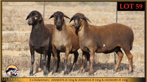 3 X MEATMASTER EWE Leliekrans Meatmasters (Pay per animal to take the lot)