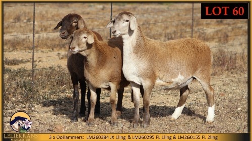 3 X MEATMASTER EWE Leliekrans Meatmasters (Pay per animal to take the lot)