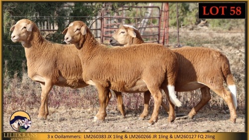 2 X MEATMASTER EWE Leliekrans Meatmasters (Pay per animal to take the lot)