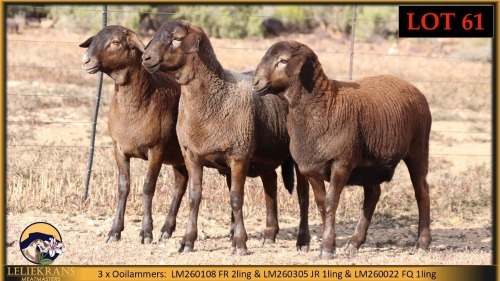 3 X MEATMASTER EWE Leliekrans Meatmasters (Pay per animal to take the lot)