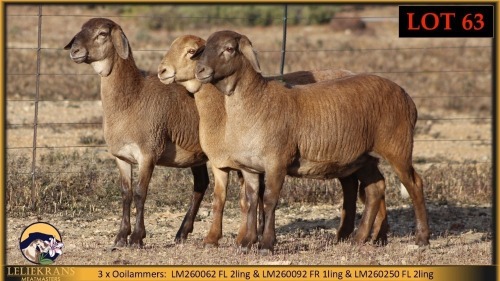 3 X MEATMASTER EWE Leliekrans Meatmasters (Pay per animal to take the lot)