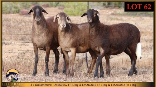 3 X MEATMASTER EWE Leliekrans Meatmasters (Pay per animal to take the lot)