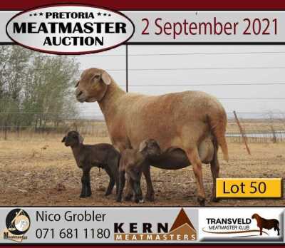 1 +2 X OOI/EWE MEATMASTER KERN MEATMASTERS