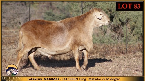 1 X MEATMASTER RAM Leliekrans Meatmasters