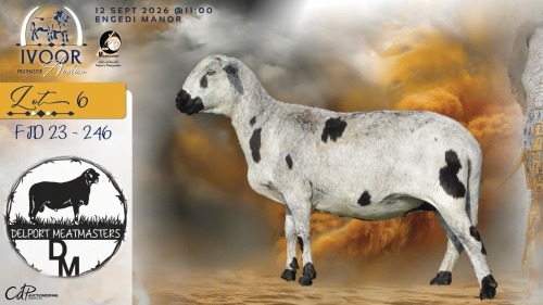 1 X MEATMASTER RECORDED PREGNANT EWE COIS & PIET DELPORT - Delport Meatmasters - Wesselsbron , Vrystaat
