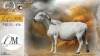 1 X MEATMASTER RECORDED PREGNANT EWE COIS & PIET DELPORT - Delport Meatmasters - Wesselsbron , Vrystaat
